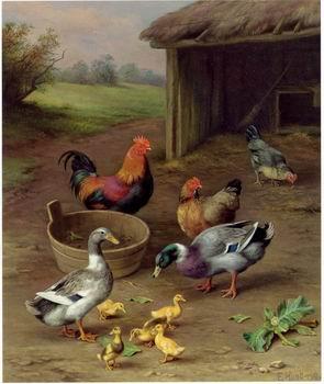 unknow artist Poultry 077 Germany oil painting art